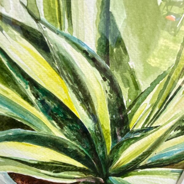 Sansevieria