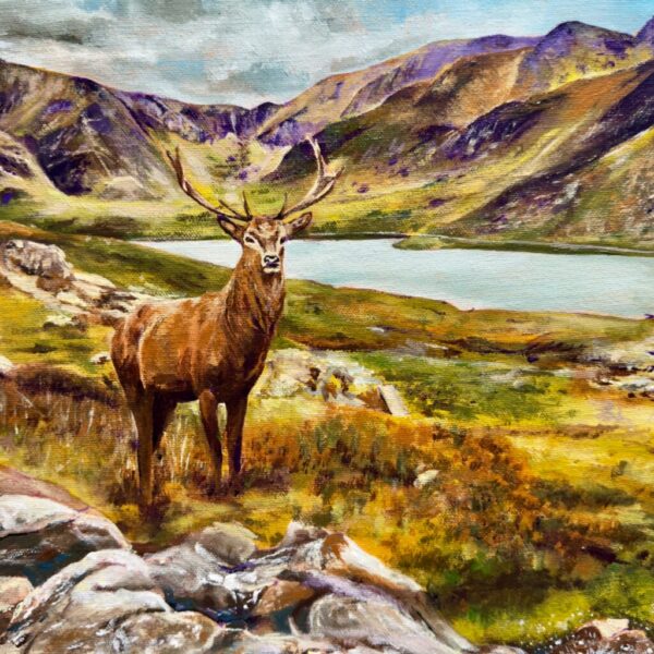 Snowdonia Dart in white frame